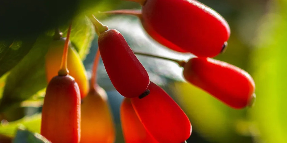 The Benefits of Berberine